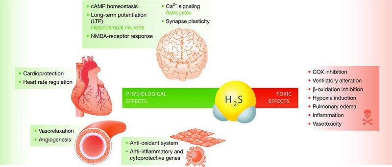 Hydrogen Sulfide