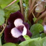 Asarum