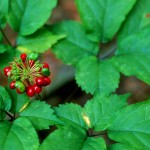 ginseng