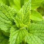 Nettle