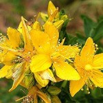 St. John's Wort